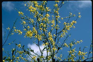 APII jpeg image of Anthocercis ilicifolia subsp. ilicifolia  © contact APII
