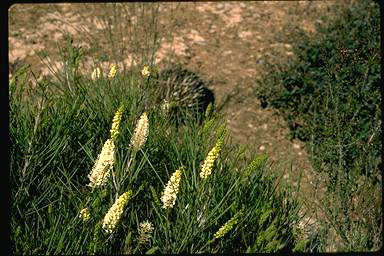 APII jpeg image of Grevillea obliquistigma subsp. obliquistigma - funicularis  © contact APII