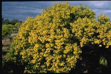 APII jpeg image of Cassia nemophylla  © contact APII