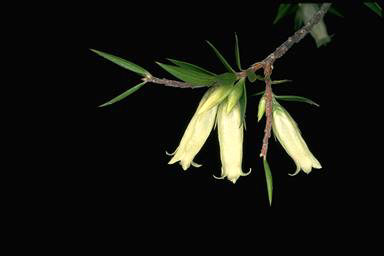APII jpeg image of Epacris calvertiana var. calvertiana  © contact APII