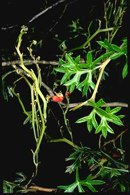 APII jpeg image of Grevillea platyloba  © contact APII
