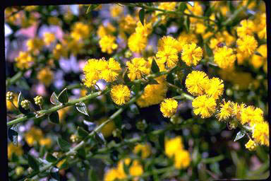APII jpeg image of Acacia amblygona 'Winter Gold'  © contact APII