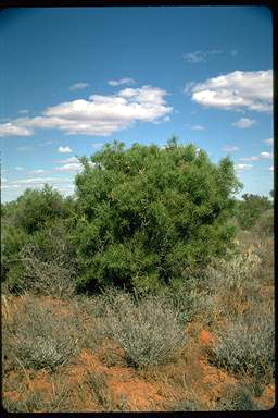 APII jpeg image of Acacia carneorum  © contact APII