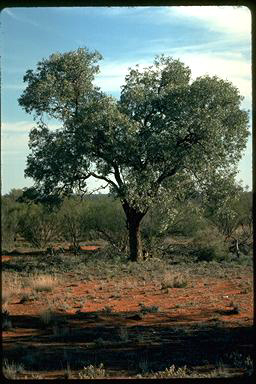 APII jpeg image of Alectryon oleifolius subsp. canescens  © contact APII