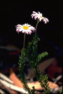APII jpeg image of Olearia sp. Rhizomatica (I.R.Telford 11549)  © contact APII