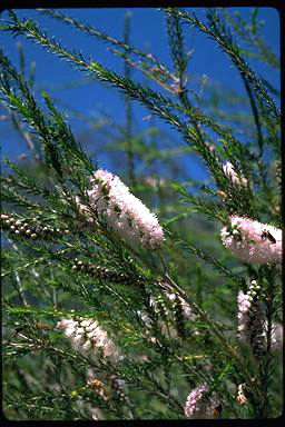 APII jpeg image of Melaleuca hamulosa  © contact APII
