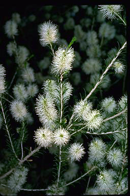 APII jpeg image of Melaleuca viminea subsp. viminea  © contact APII