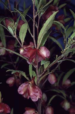 APII jpeg image of Dodonaea serratifolia  © contact APII
