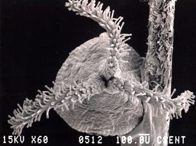 APII jpeg image of Calandrinia granulifera  © contact APII
