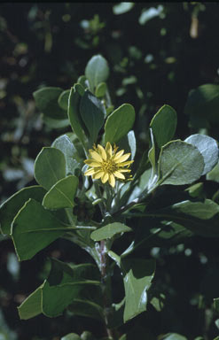 APII jpeg image of Chrysanthemoides monilifera  © contact APII