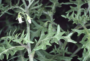 APII jpeg image of Solanum triflorum  © contact APII