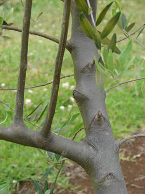 APII jpeg image of Olea europaea subsp. europaea  © contact APII