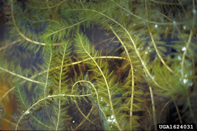 APII jpeg image of Myriophyllum spicatum  © contact APII