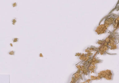 APII jpeg image of Ambrosia confertiflora  © contact APII