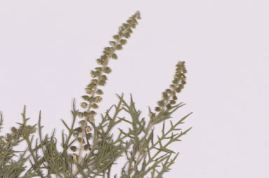 APII jpeg image of Ambrosia tenuifolia  © contact APII