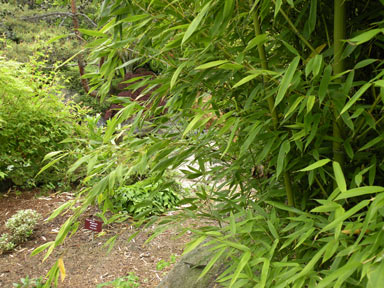 APII jpeg image of Arundinaria japonica  © contact APII