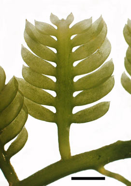 APII jpeg image of Caulerpa taxifolia  © contact APII