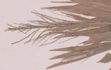 APII jpeg image of Leptochloa panicea subsp. brachiata  © contact APII