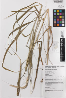 APII jpeg image of Cenchrus pedicellatus subsp. unispiculus  © contact APII