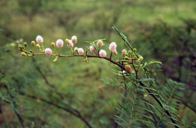 APII jpeg image of Mimosa pigra  © contact APII