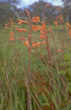 APII jpeg image of Watsonia meriana var. bulbillifera  © contact APII