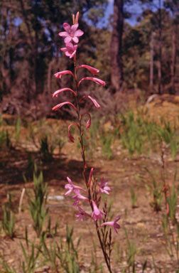 APII jpeg image of Watsonia meriana var. meriana  © contact APII