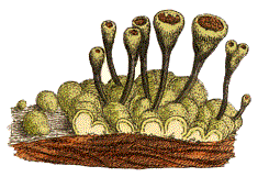 Calicium chrysocephalum