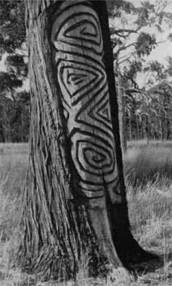 Dendroglyph on Callitris tree