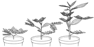 Illustrations showing progression from leaves to phyllodes