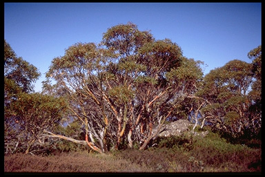 Euc. pauciflora ssp pauciflora