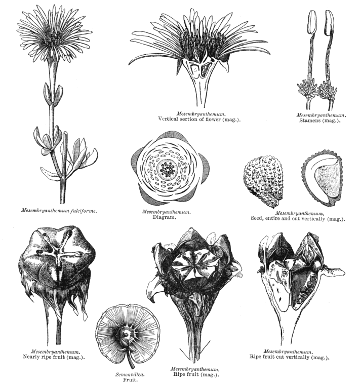 Index of Angiosperm family illustrations