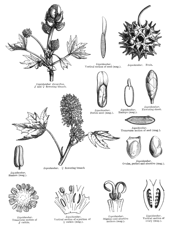 Index of Angiosperm family illustrations