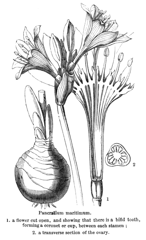 Index of Angiosperm family illustrations