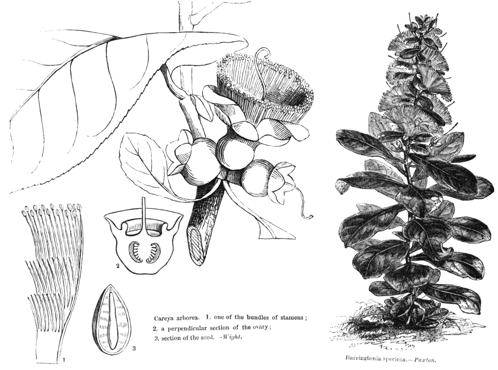 Index Of Angiosperm Family Illustrations