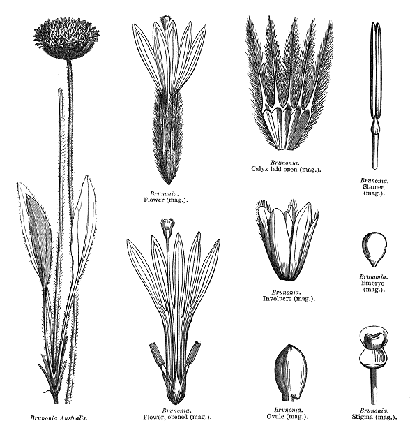 Index of Angiosperm family illustrations