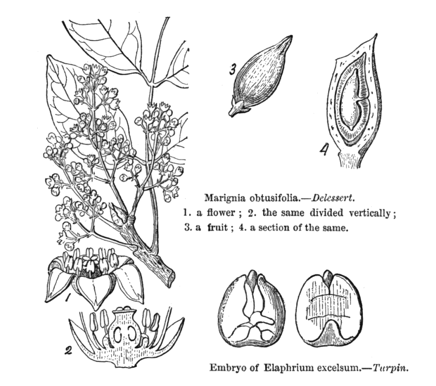 Index of Angiosperm family illustrations