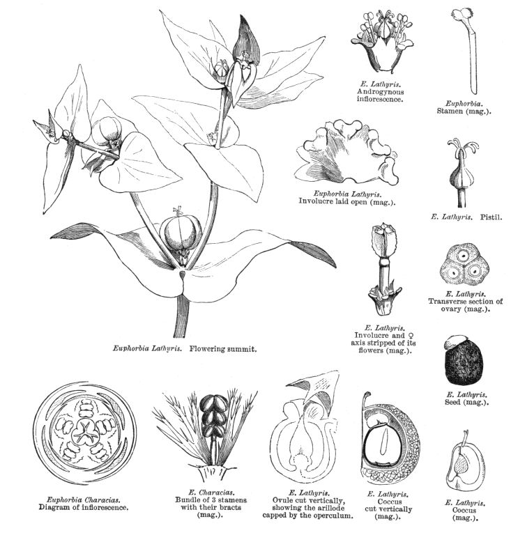 euphorbia flower diagram