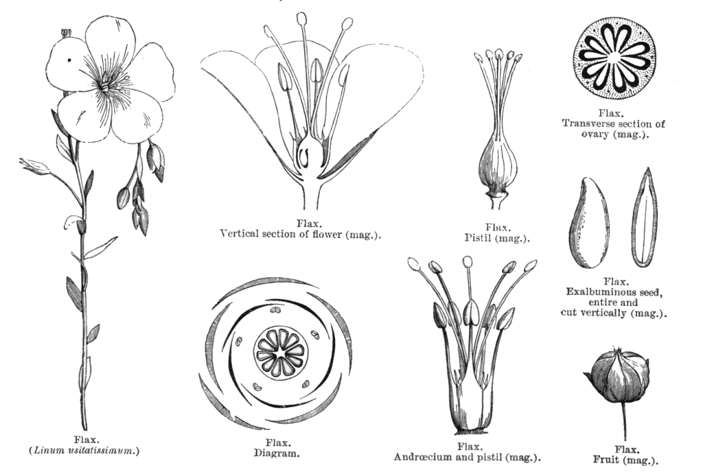 Семена льна рисунок