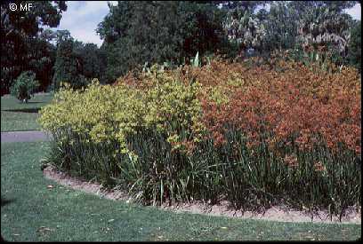 is kangaroo paw toxic to dogs