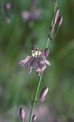 A. milleflorum (Vanilla Lily)