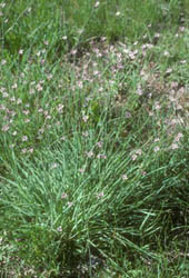 A. milleflorum (Vanilla Lily)