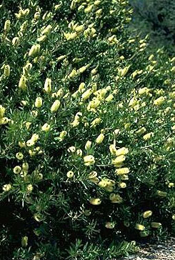 C. pallidus (Lemon Bottlebrush, Australflora Candle Glow)