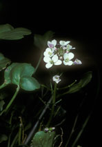 Cress