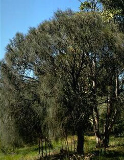 Mountain She-oak, Drooping She-oak