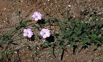 Australian Bindweed, Blushing Bindweed