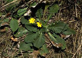 Bear's Ear