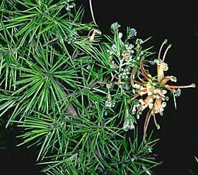 Grevillea juniperina