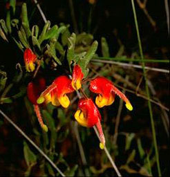 Grevillea aff. alpina