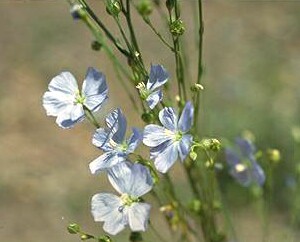 Native Flax