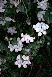 Austral Trefoil